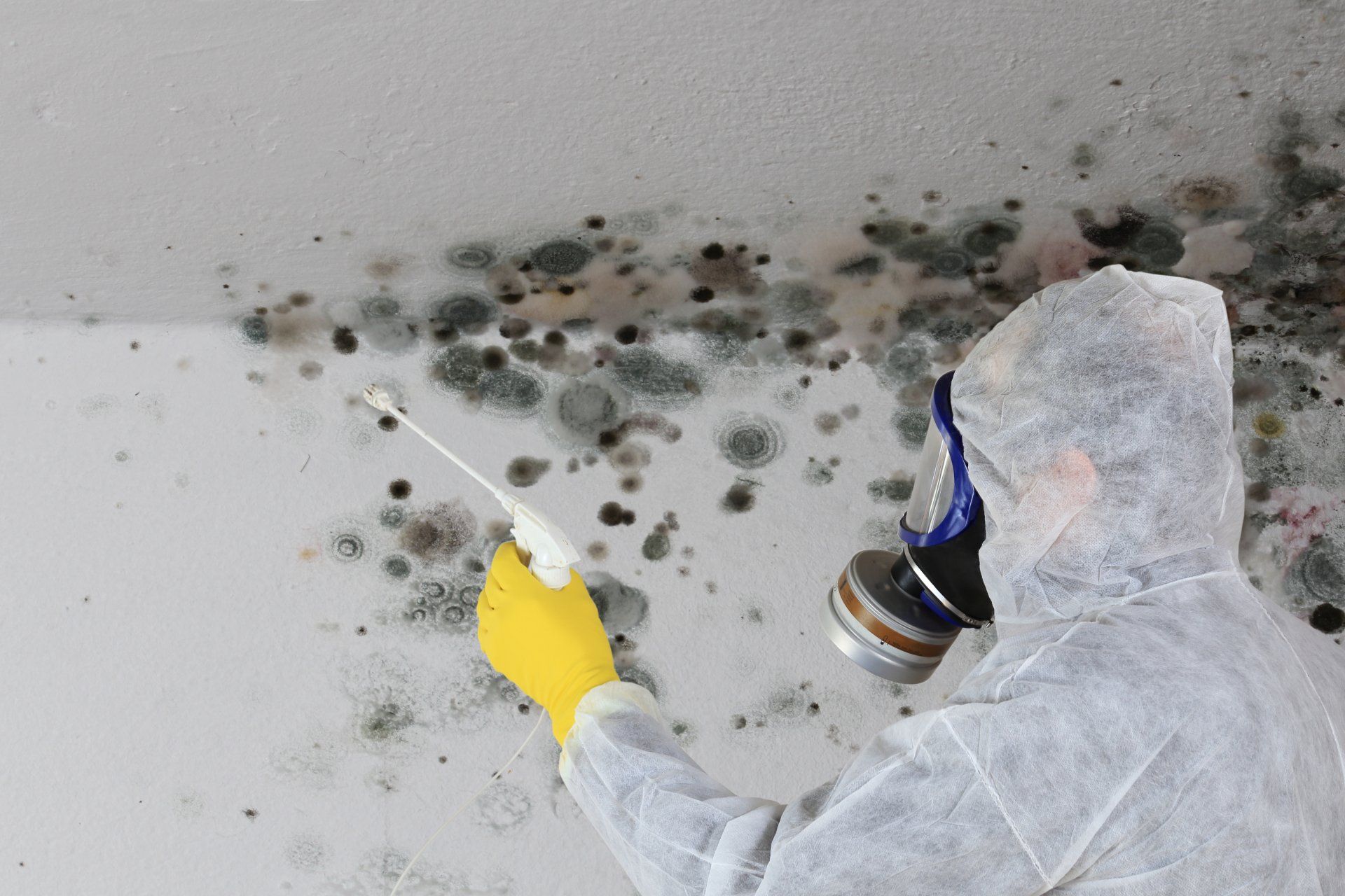 Mold expert removing Molds in the white wall.
