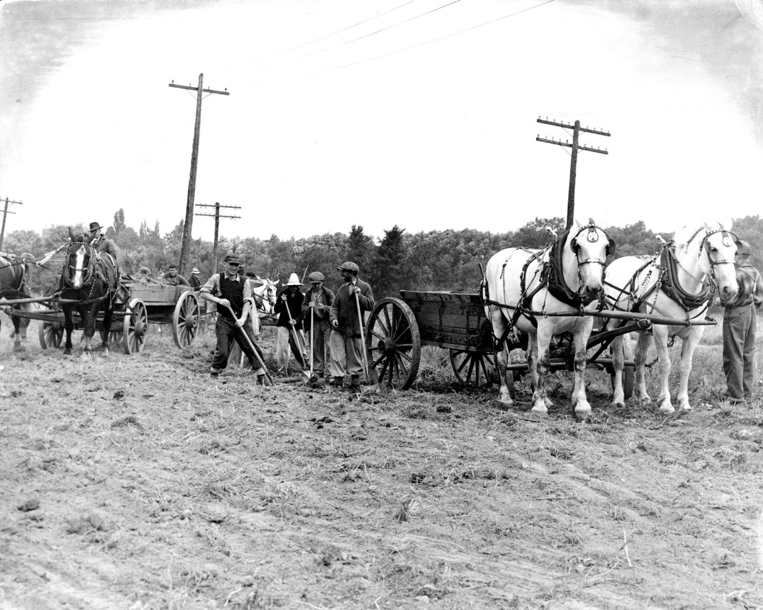 A group of four residents working on the institution farm, most likely in the 1930s or 40s. They are standing in a field holding shovels, posing for the photographer and talking with each other. On either side of this group is a buckboard wagon and a team of two horses. Behind the wagon on the left is another wagon, with more residents sitting in it. Image from the Regional Centre Records.