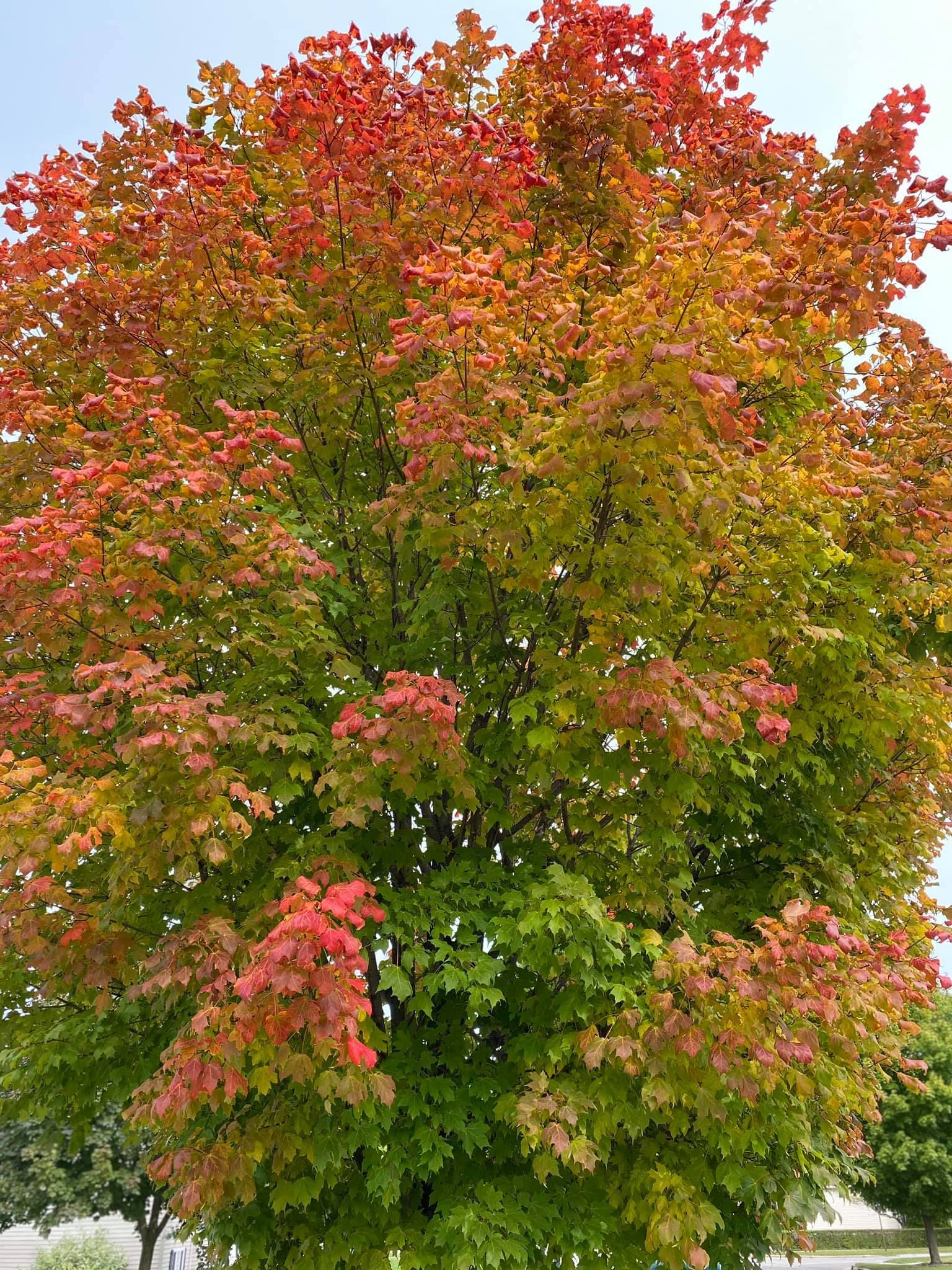 Lawn Care and Lanscaping Services 