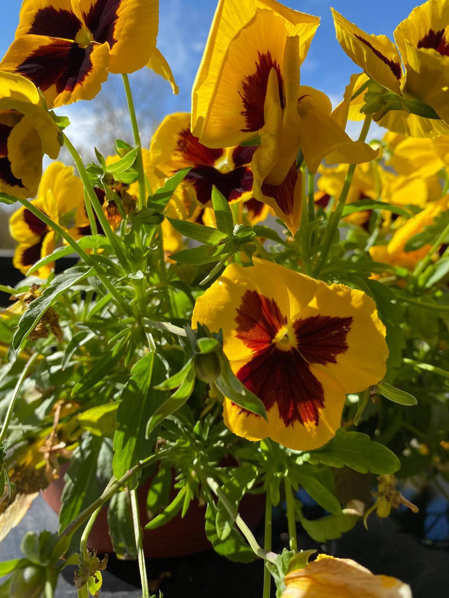 Lawn Care and Lanscaping Services 