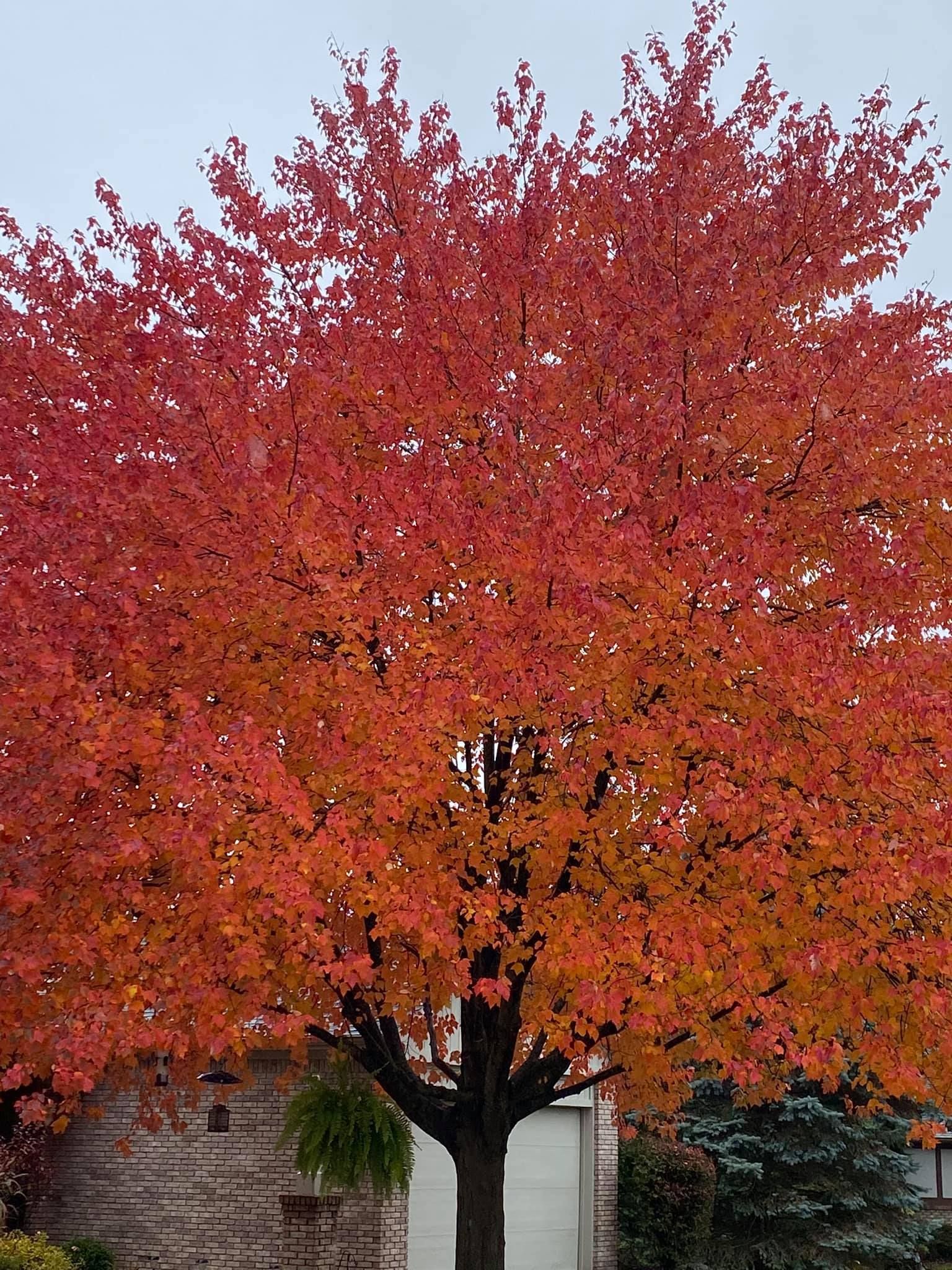 Lawn Care and Lanscaping Services 