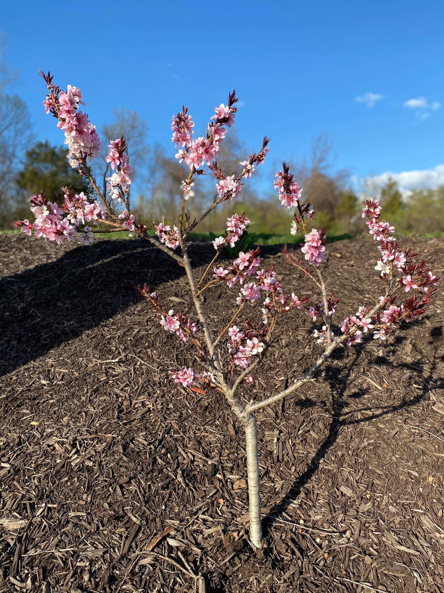 Lawn Care and Lanscaping Services 