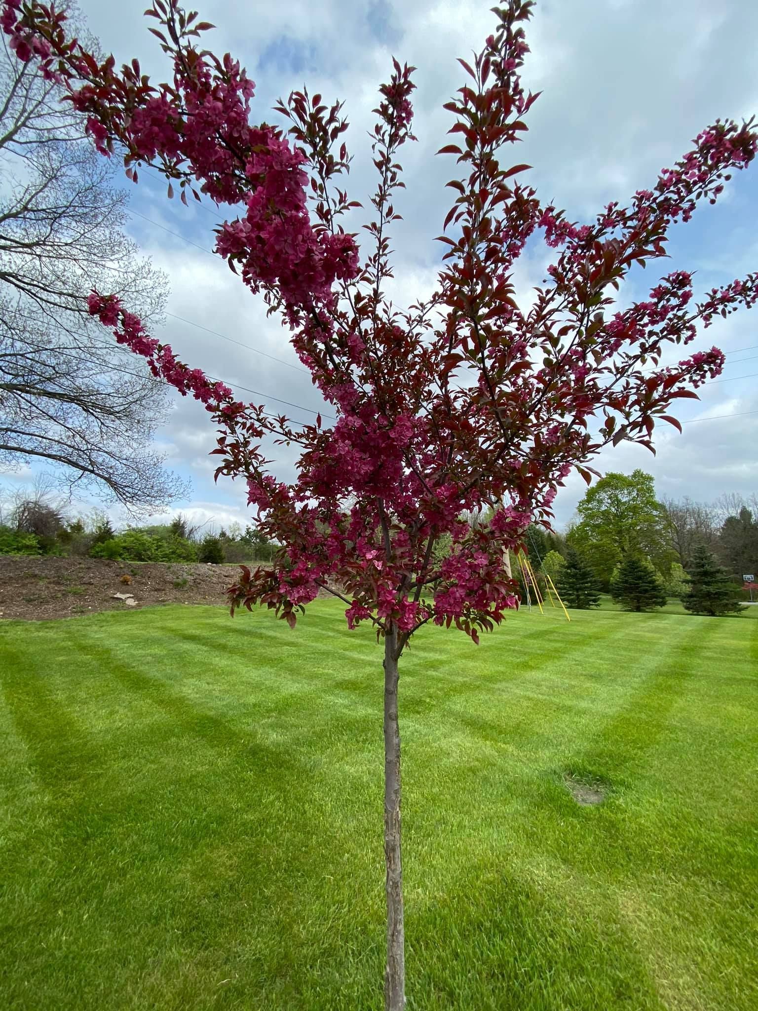 Lawn Care and Lanscaping Services 