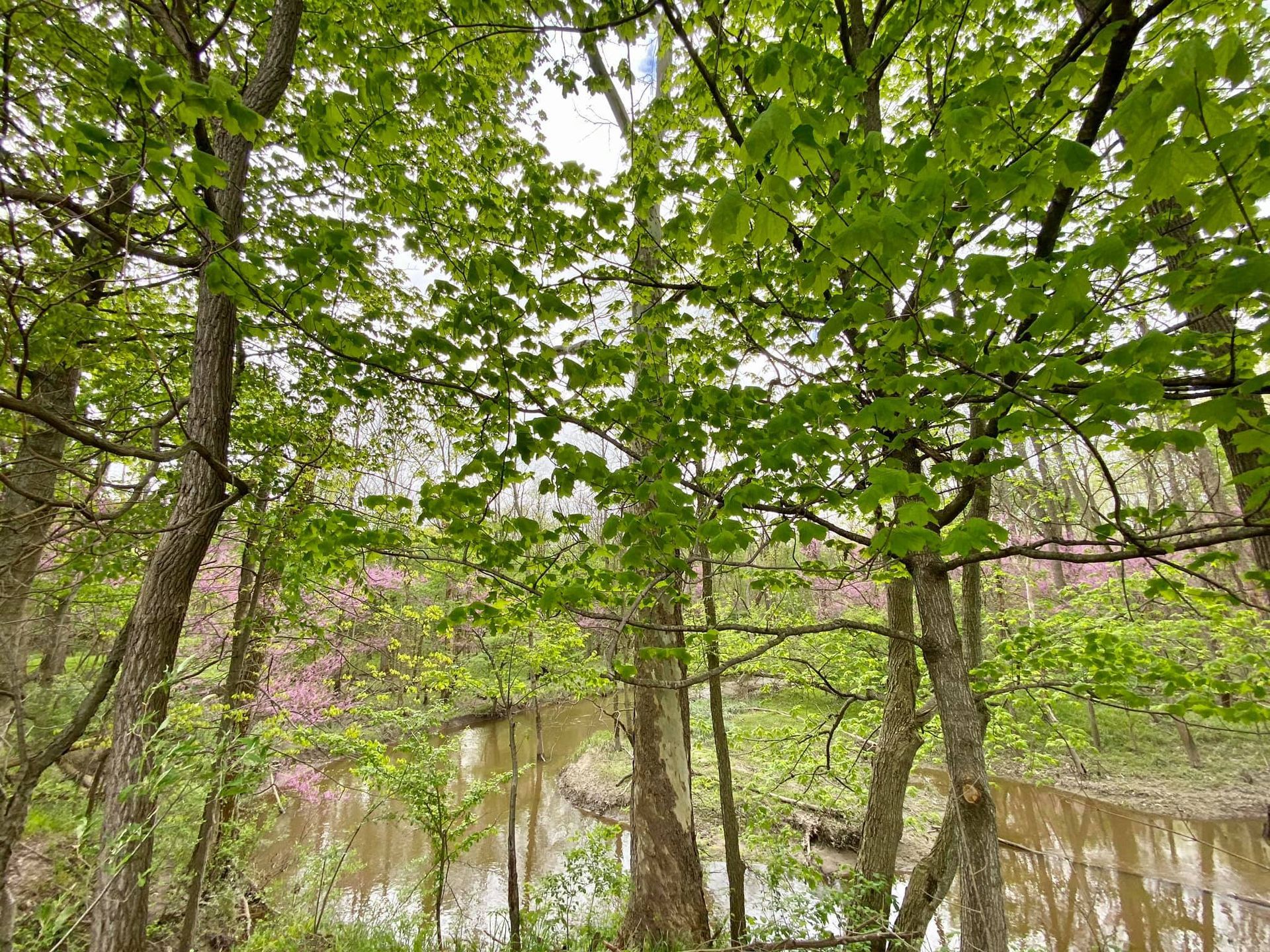 Lawn Care and Lanscaping Services 