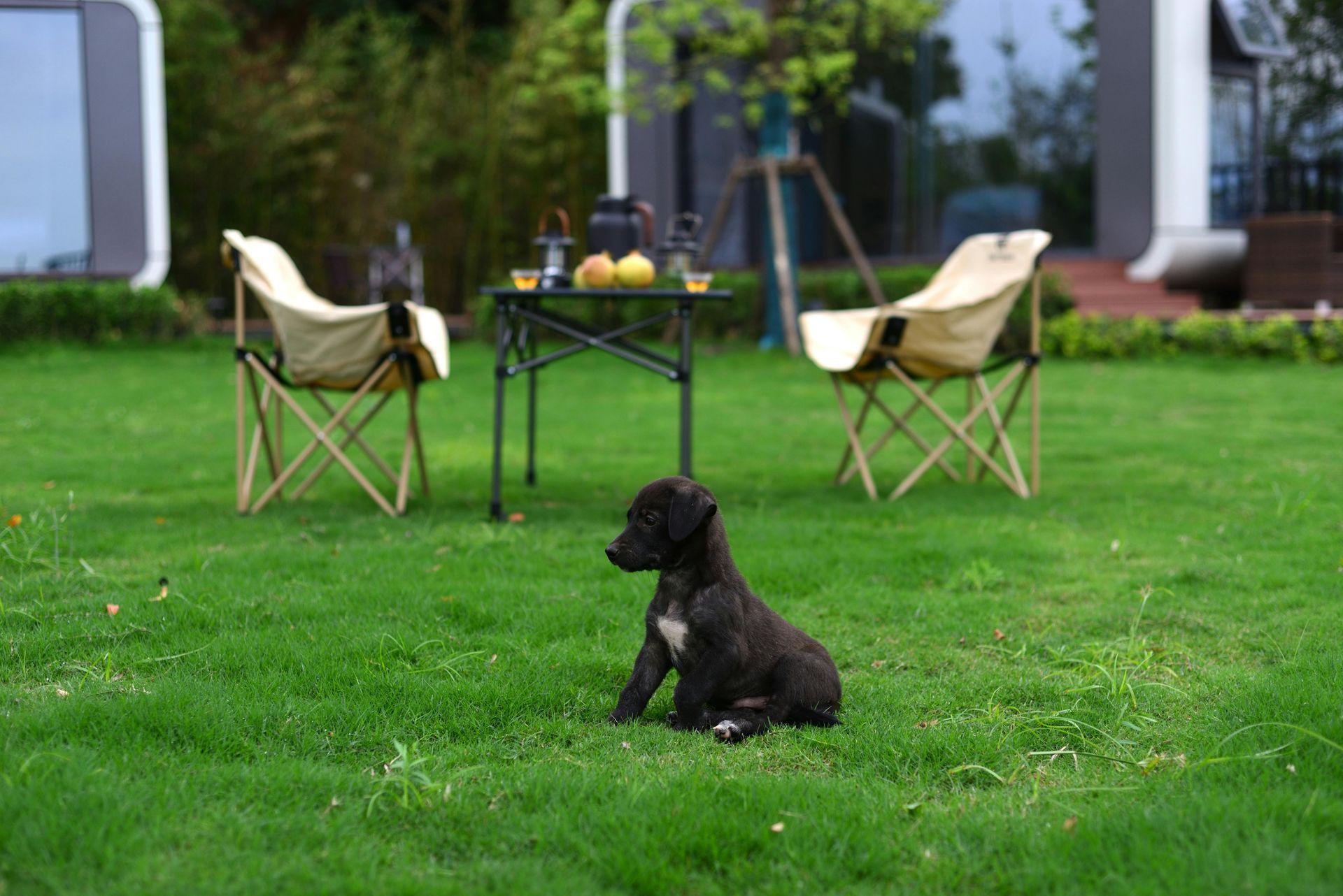 professional Lawn Fertilization Services in Ada, MI