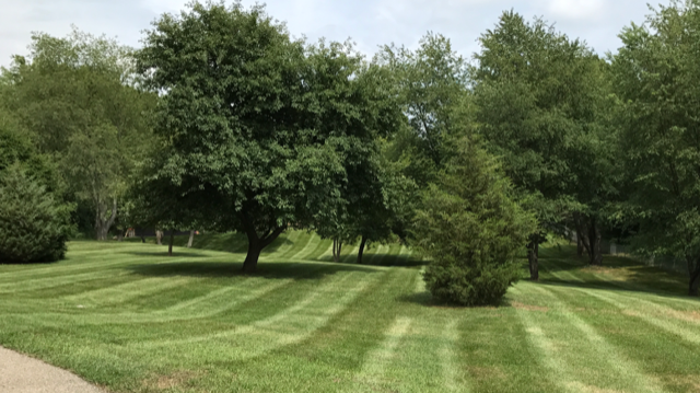 Lawn Care and Lanscaping Services 
