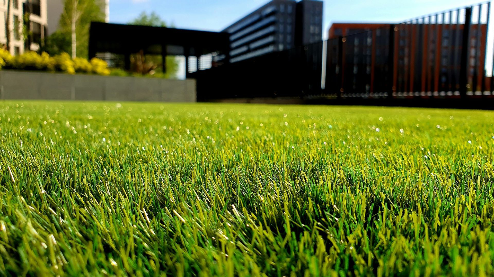 A close up of a lush green lawn with a building in the background.