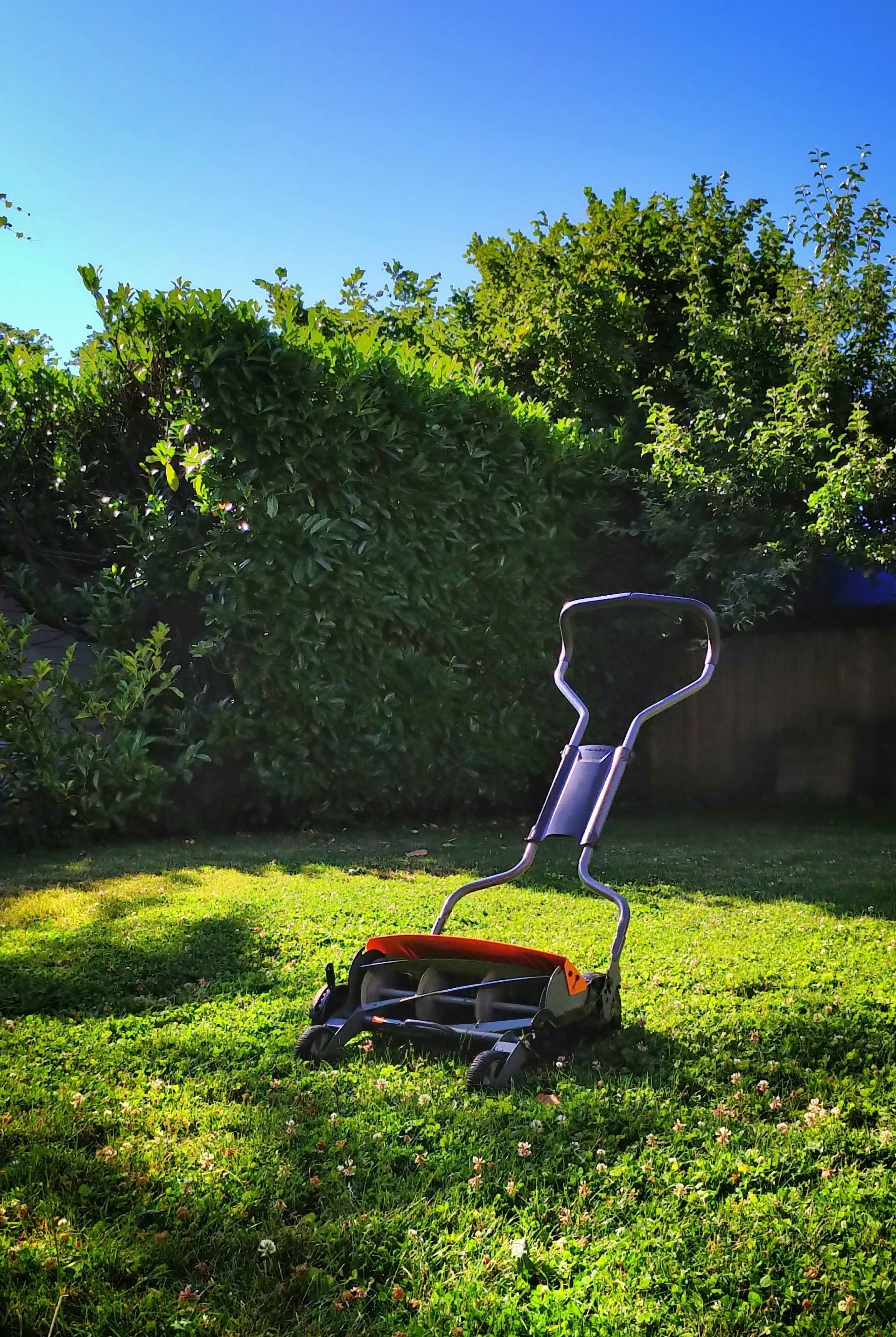 A close up of a lush green lawn with a building in the background.