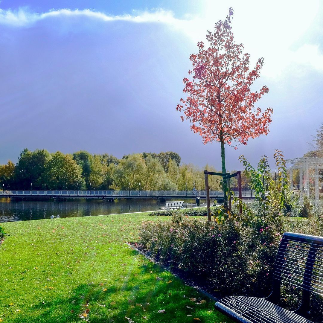 A park with a bench and a tree in the foreground