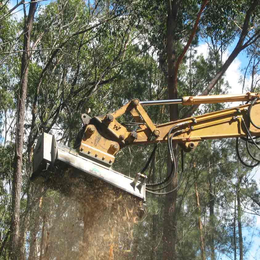 yellow bobcat in trees