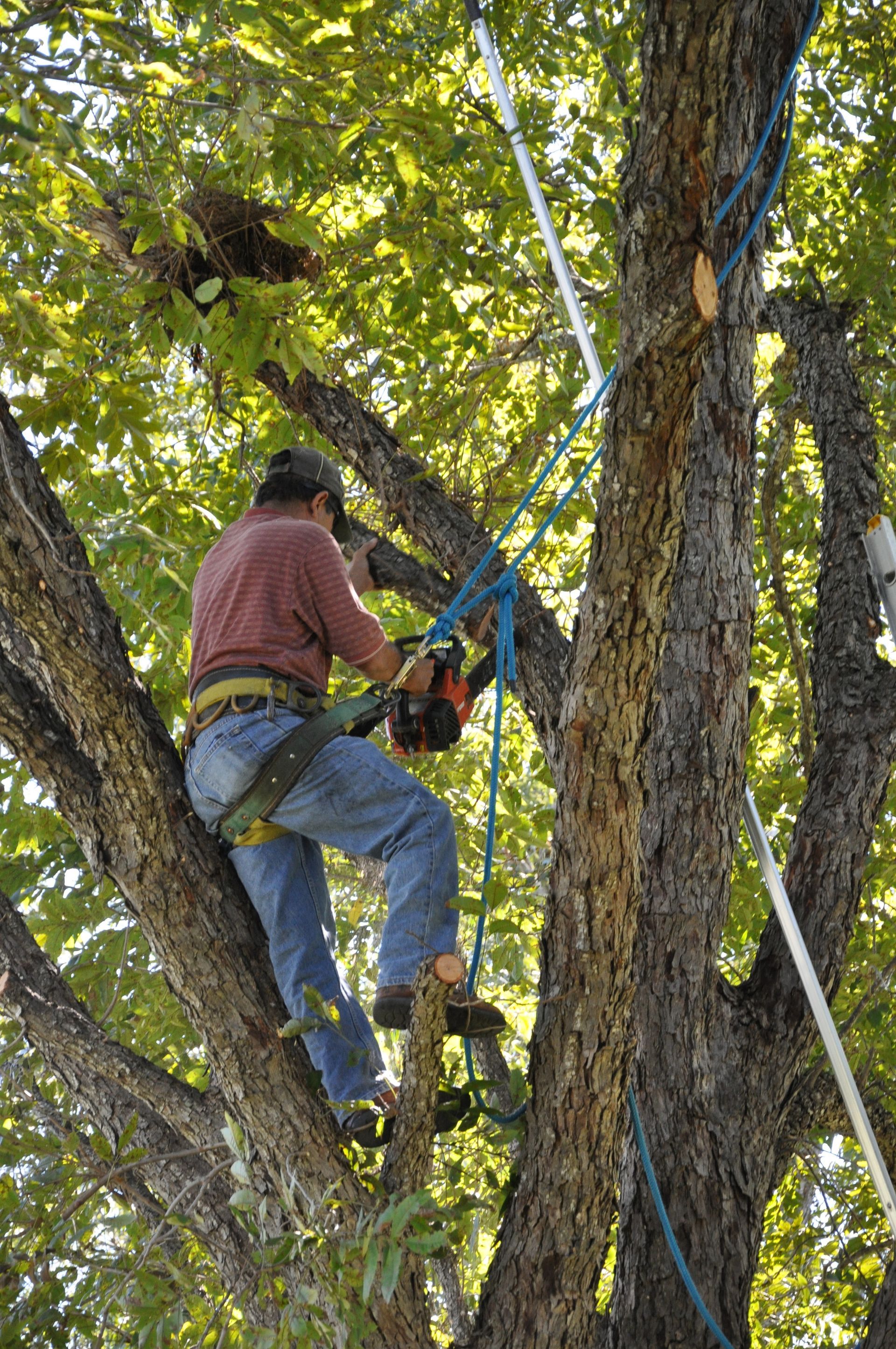 Worker in an orange shirt trimming dead branches from a tree.