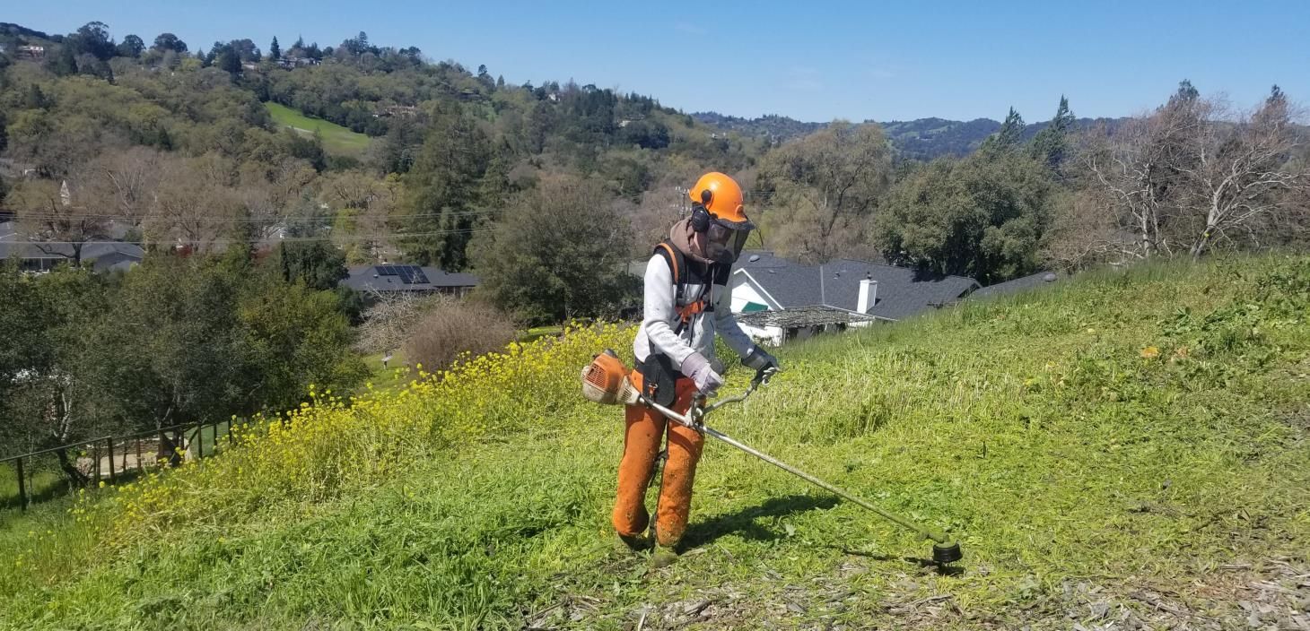 Worker in an orange shirt trimming dead branches from a tree.