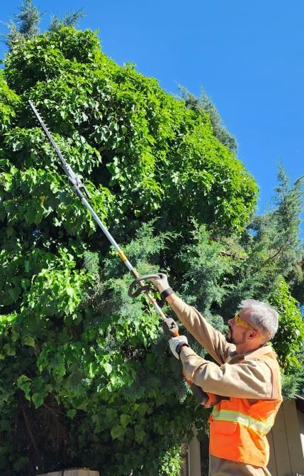 Urban forestry worker safely removing a diseased Ash tree.