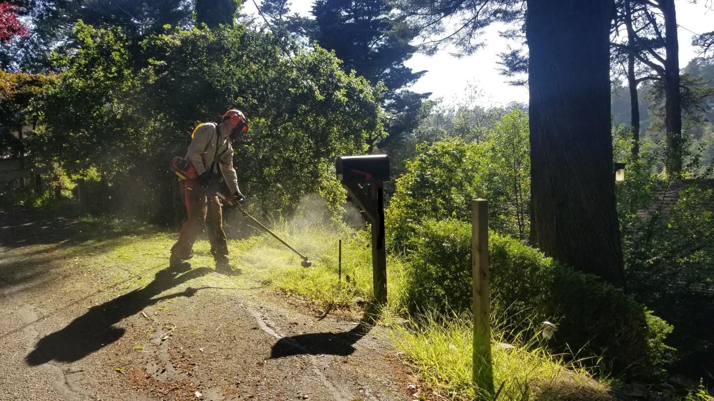 Worker in an orange shirt trimming dead branches from a tree.