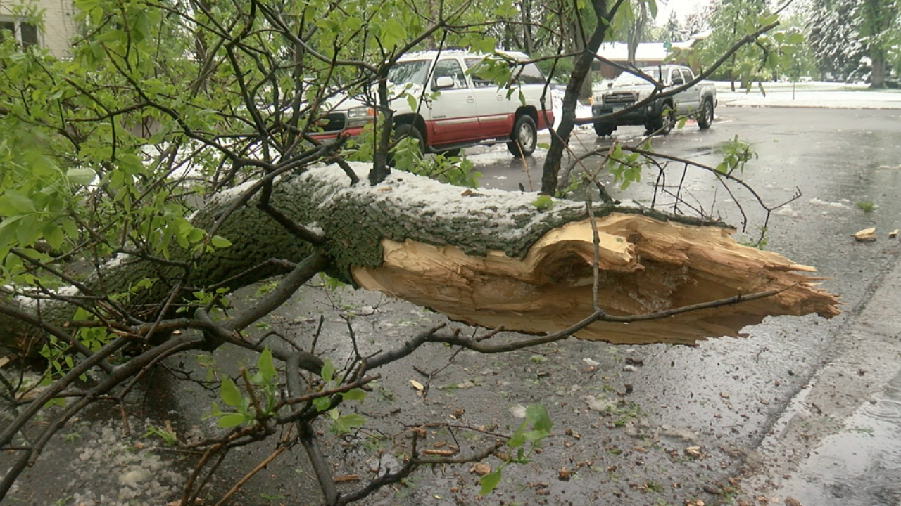 Urban forestry worker safely removing a diseased Ash tree.