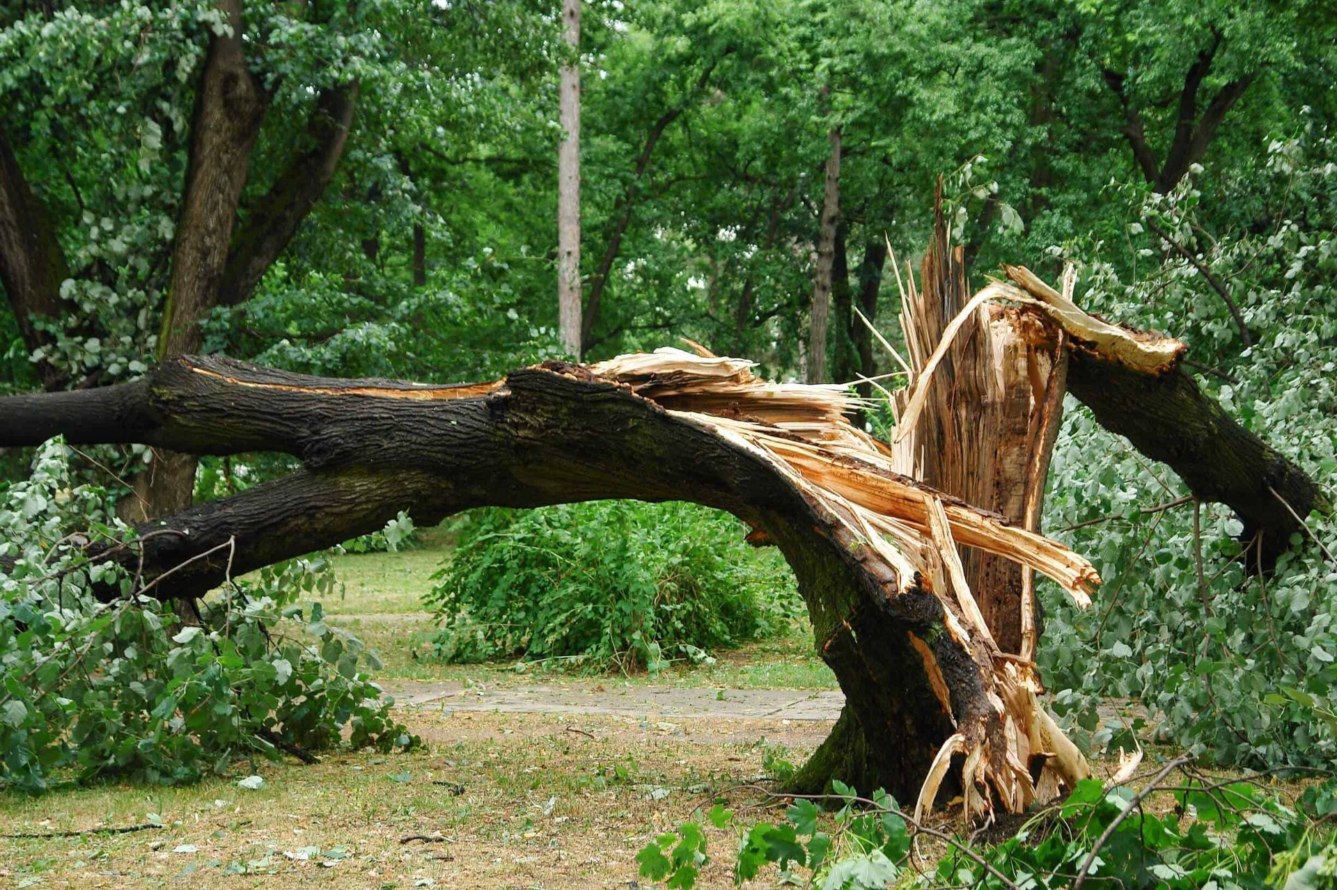 Worker in an orange shirt trimming dead branches from a tree.