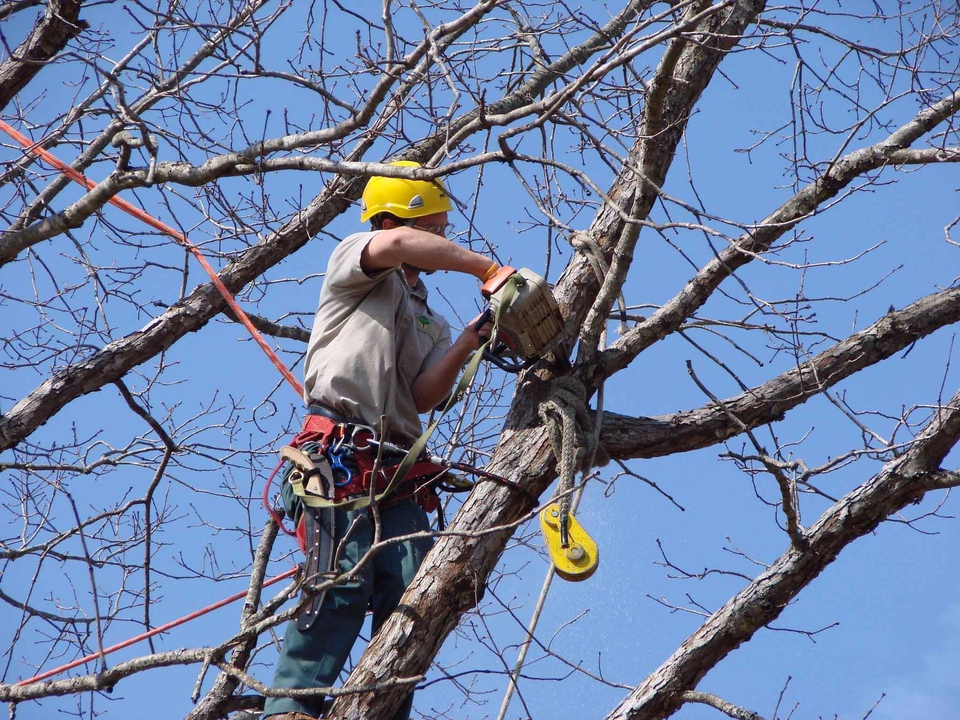 Urban forestry worker safely removing a diseased Ash tree.