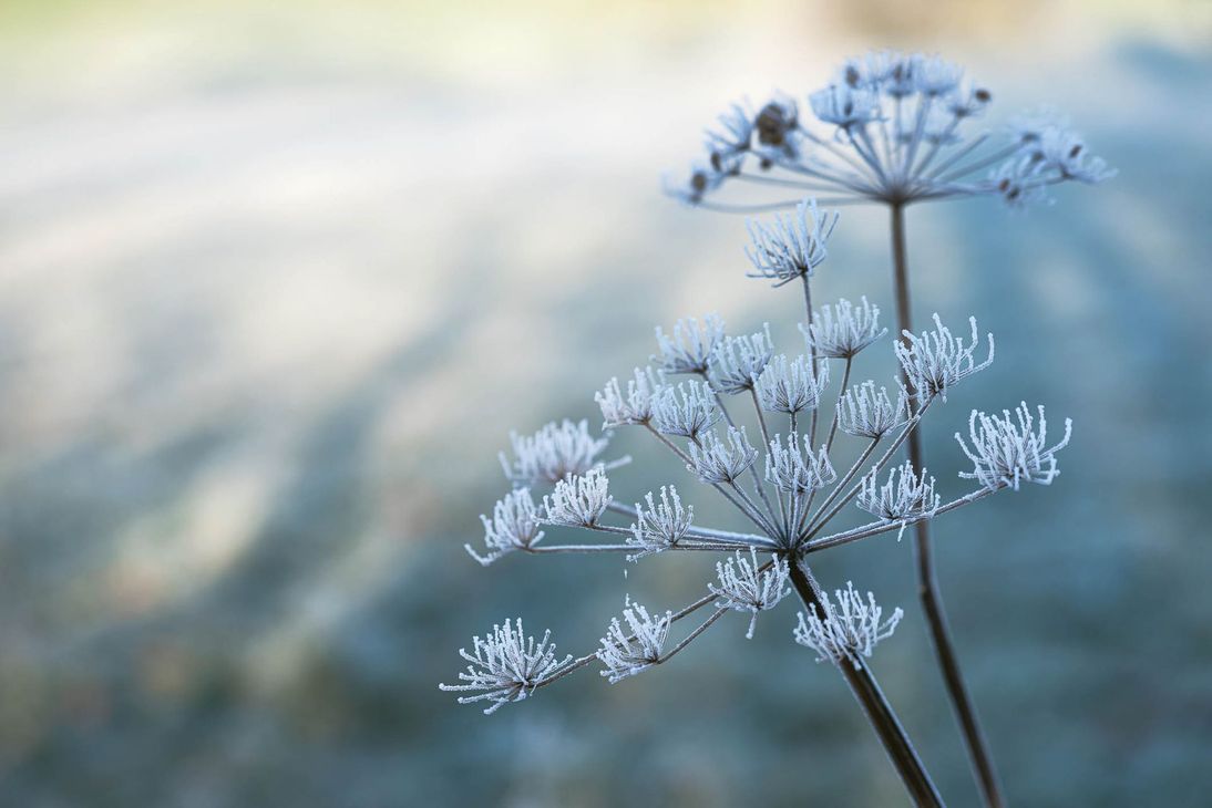 urna cineraria durante un funerale