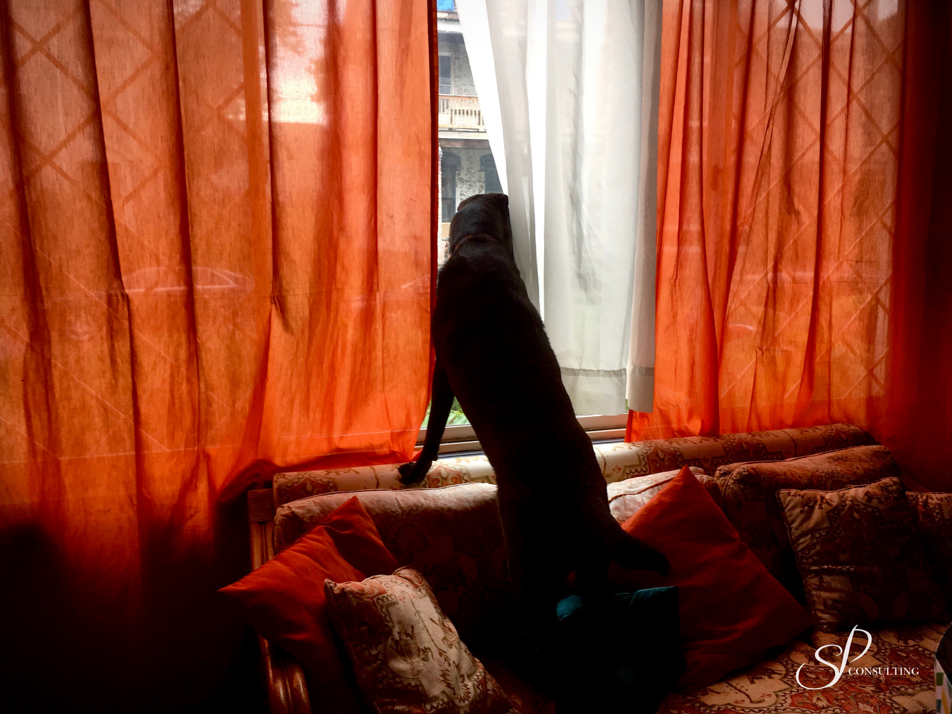 A cat sitting on a couch looking out a window