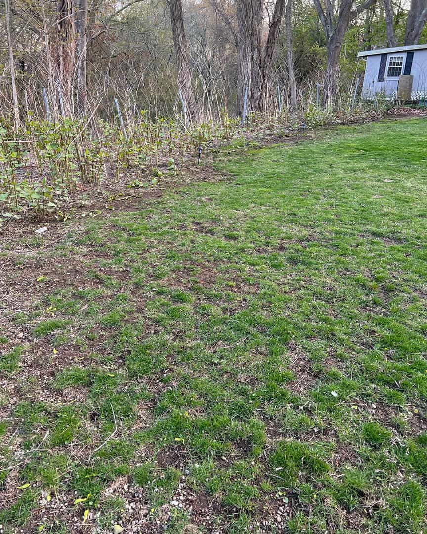 A lush green lawn with a shed in the background and trees in the background.