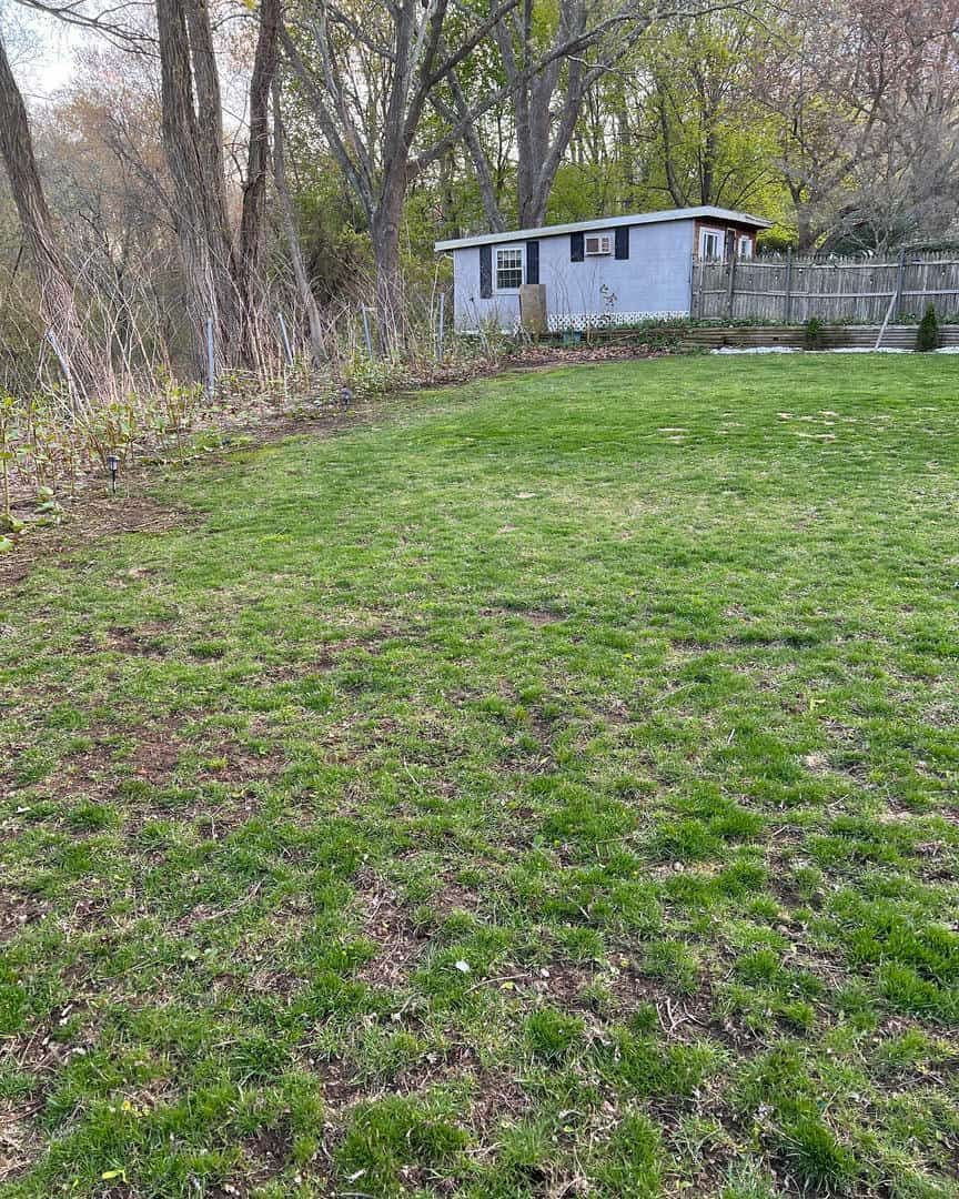 A lush green lawn with a shed in the background.
