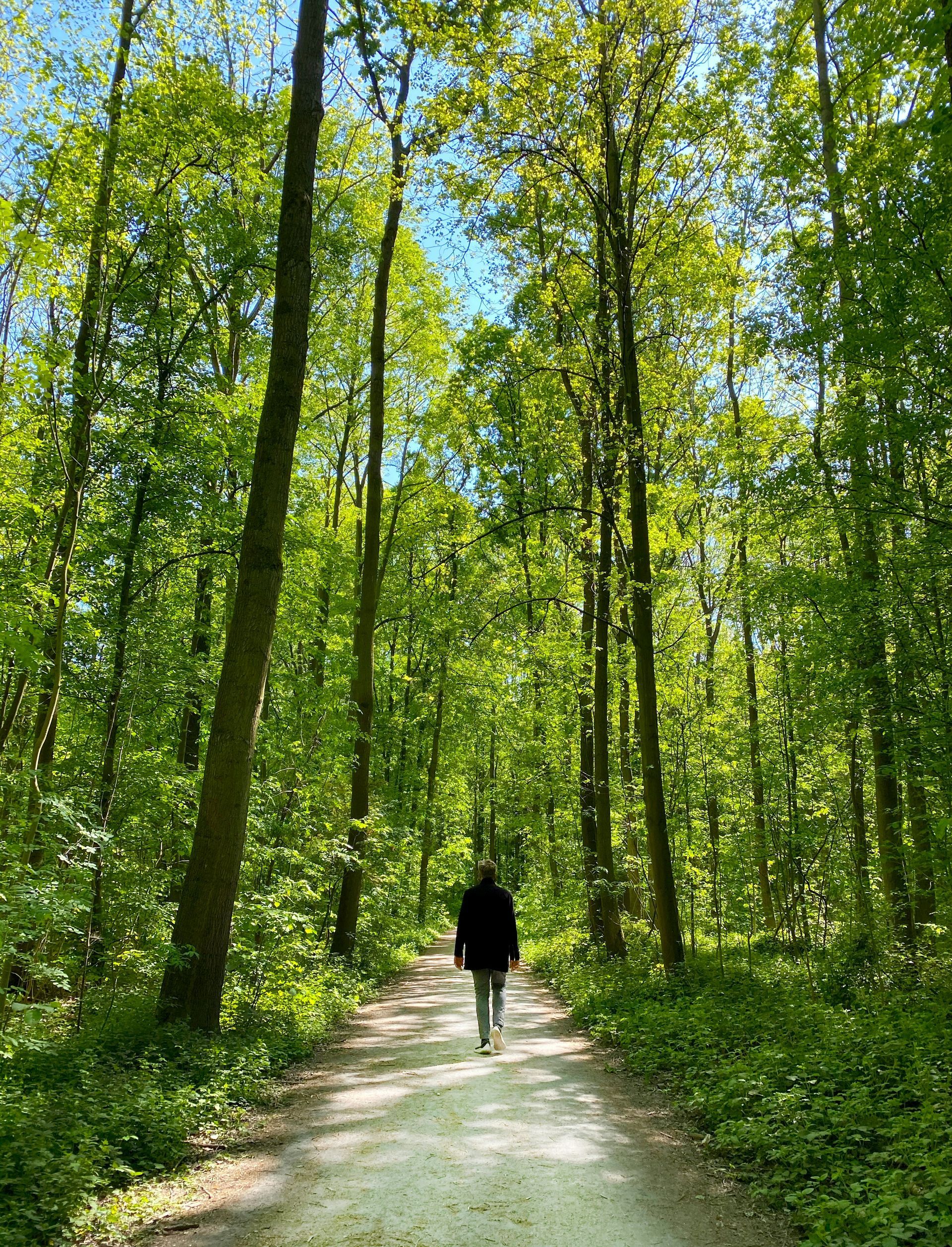 A person is walking down a path in the woods.