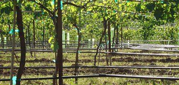 Wide Vineyard — Lane County, OR — Pacific Ag Systems Inc