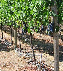 Grapes Plantation — Lane County, OR — Pacific Ag Systems Inc