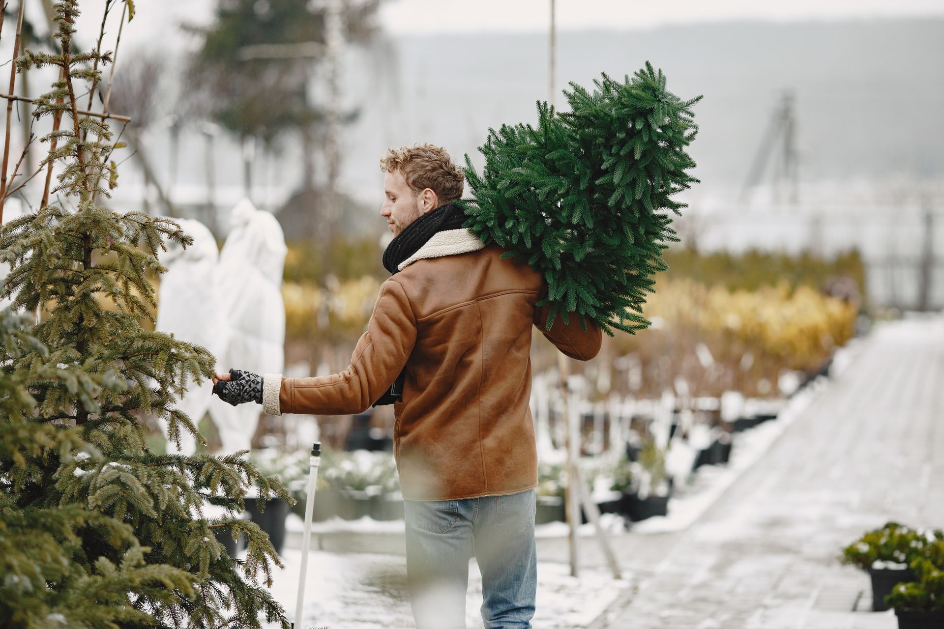 A man is carrying a christmas tree on his back.