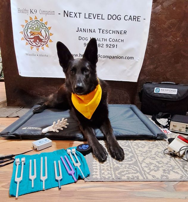 Black dog with yellow bandana on a mat, surrounded by tuning forks and equipment for canine care.
