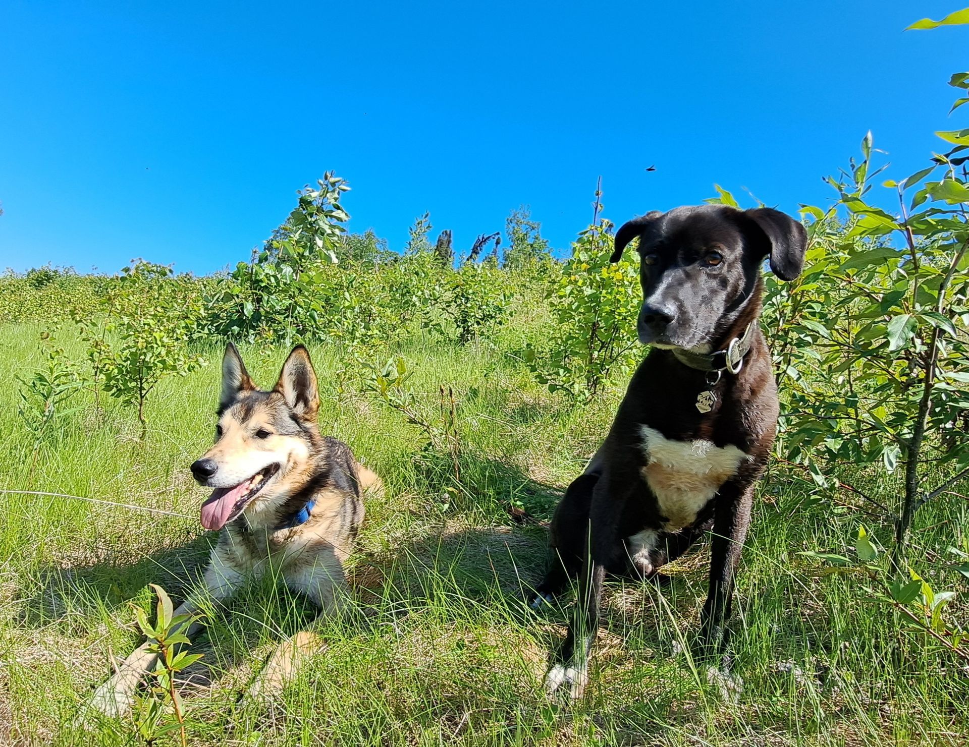 Adventure dogs