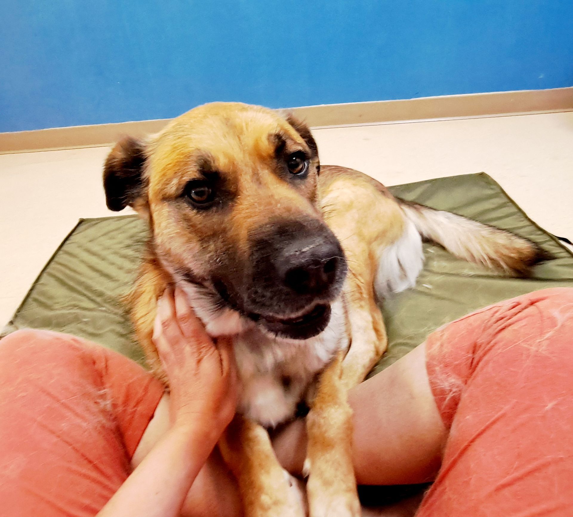 Massage therapy for shelter dogs