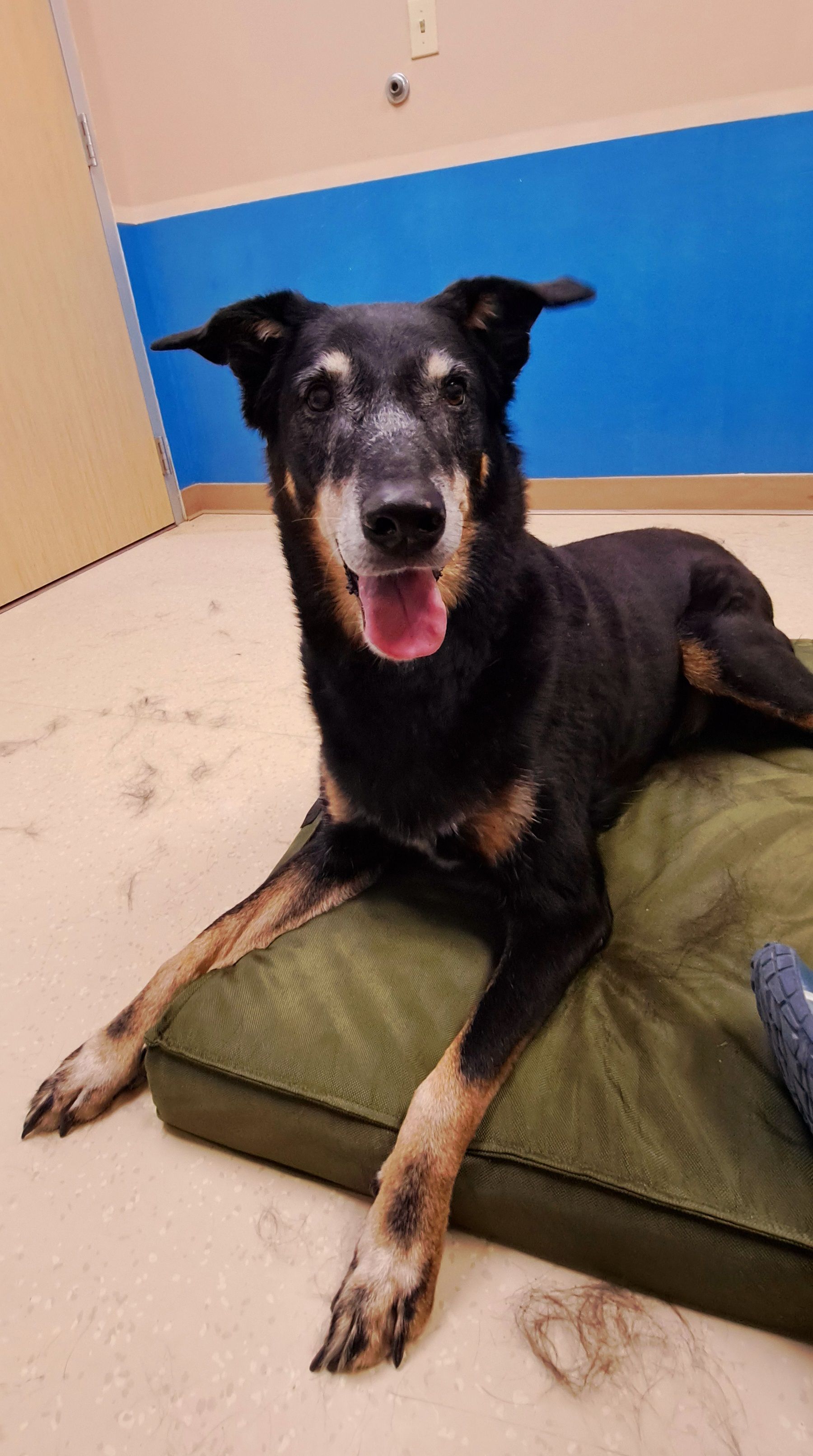 Massage therapy for shelter dogs