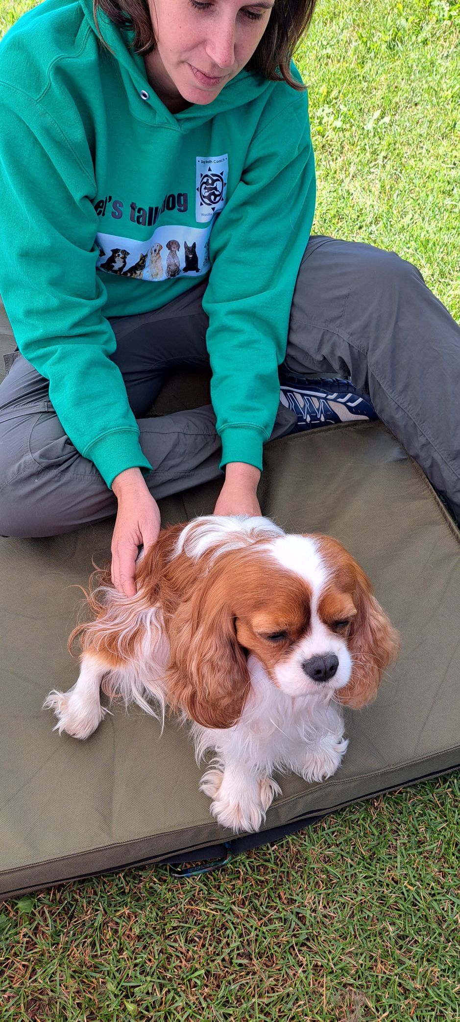Small breed dog getting a professional massage