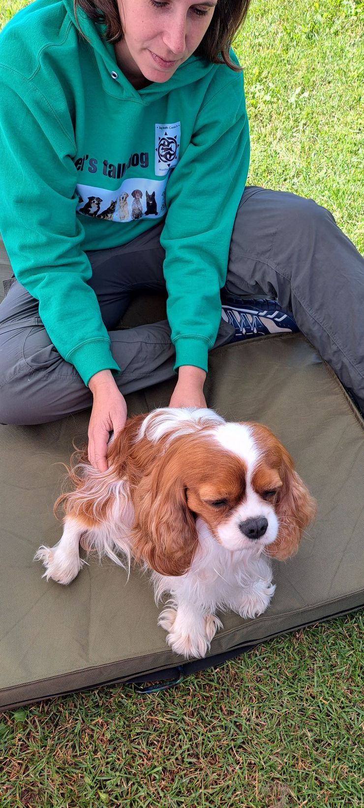 Small breed dog getting a professional massage