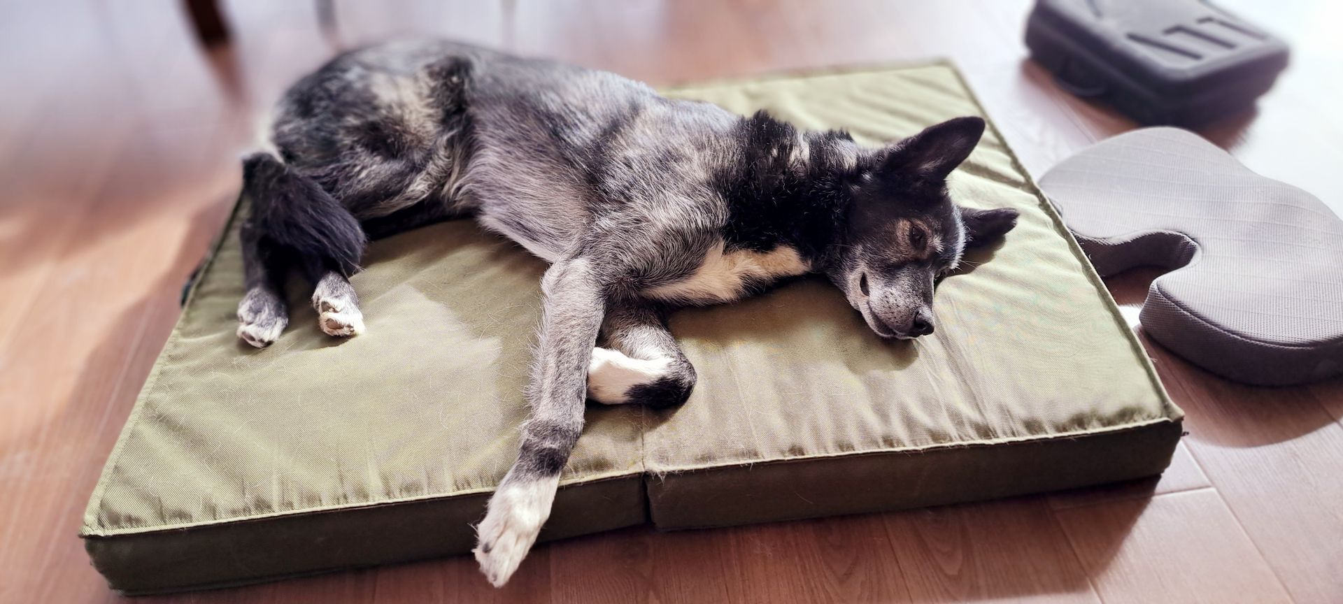 Dog deeply relaxed after professional massage. 