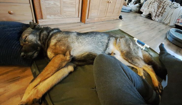 German Shepherd fully relaxed after professional massage.