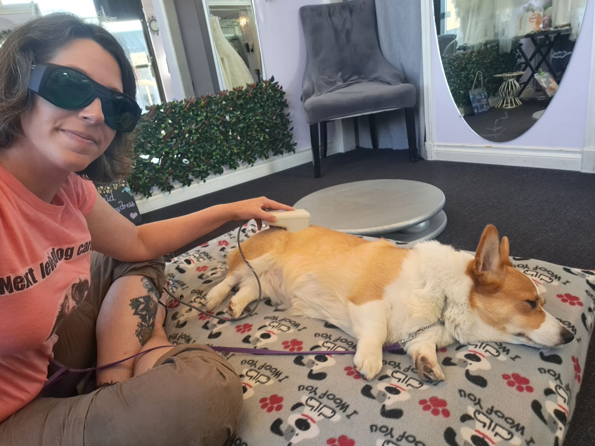 Corgie receiving cold laser treatment