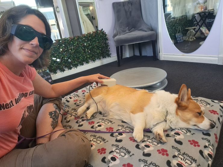 Corgie receiving cold laser treatment