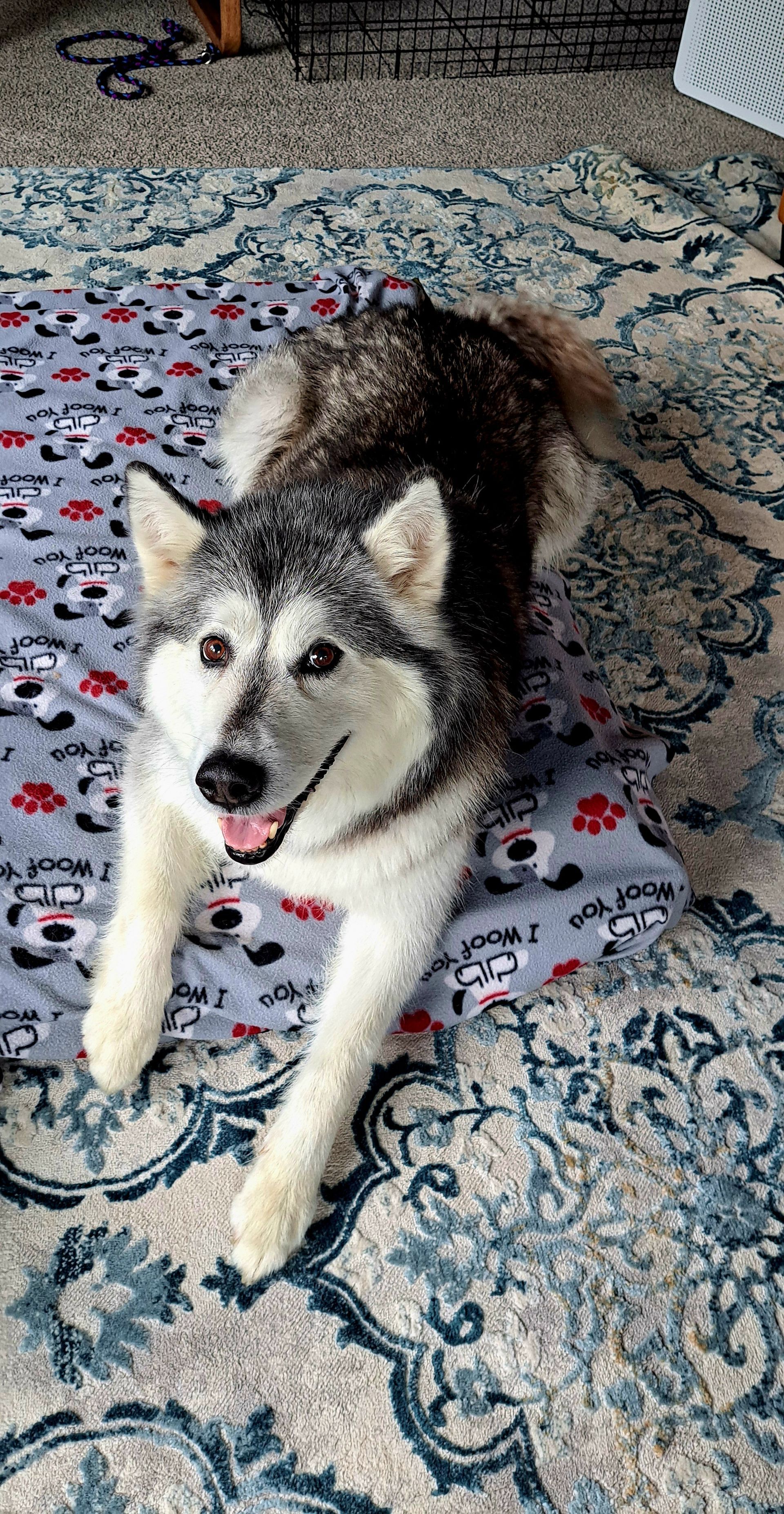 Happy Malamute after professional massage. 