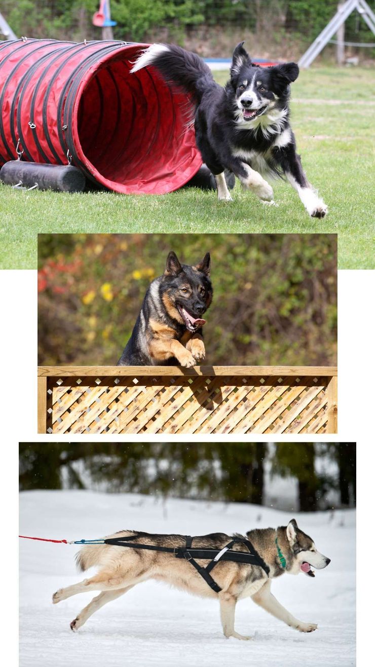 Active dogs doing sports