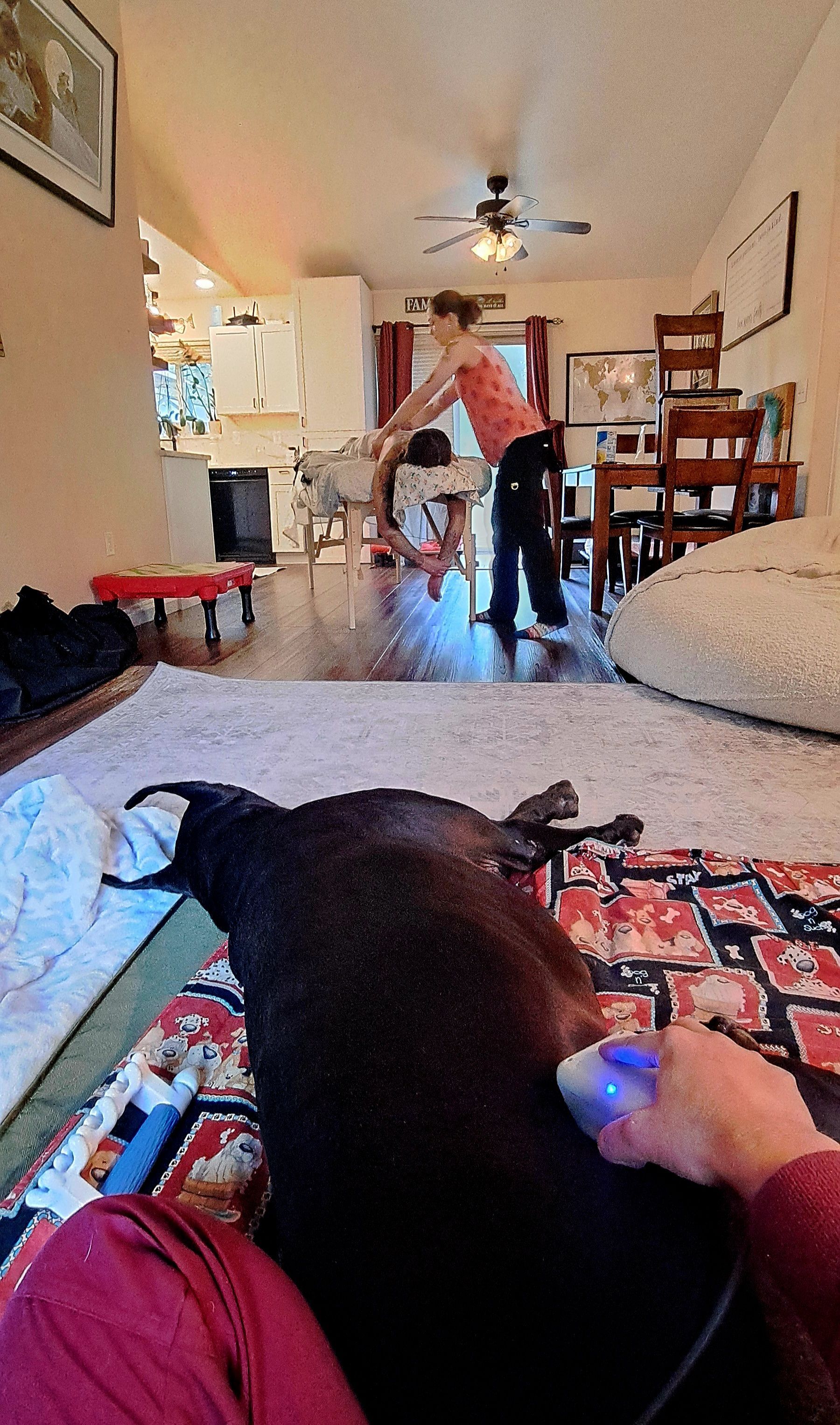 Dog getting cold laser treatment while his owner is getting a relaxation massage. Human & canine spa day!