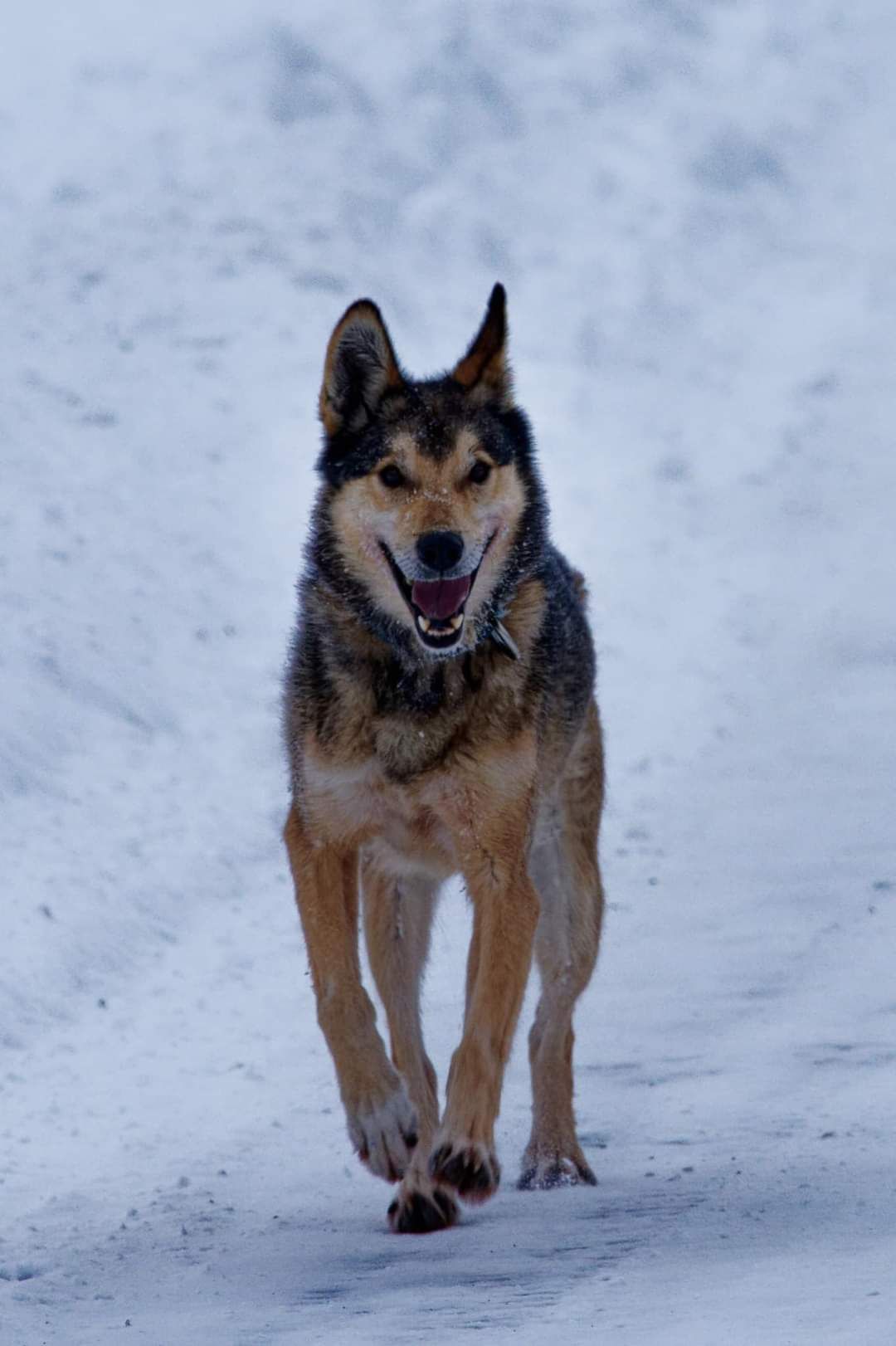 Healthy & active dog