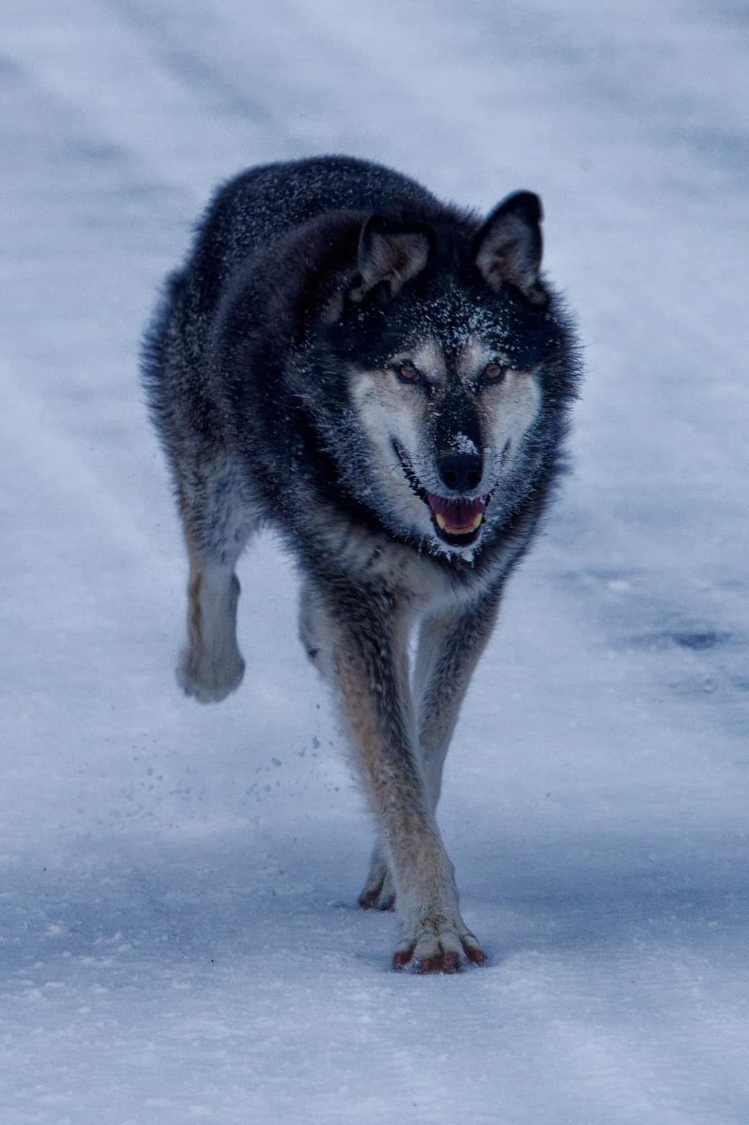 Healthy & active dog