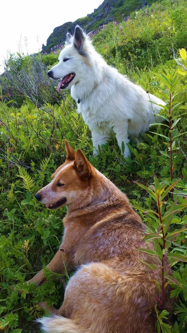 Adventure dogs