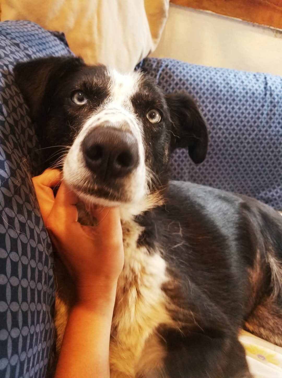Curious dog