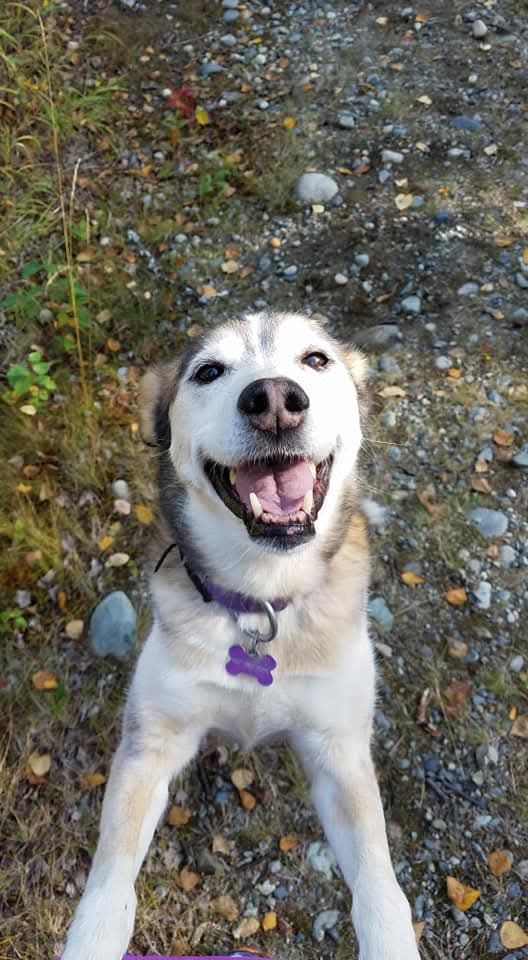 Happy dog