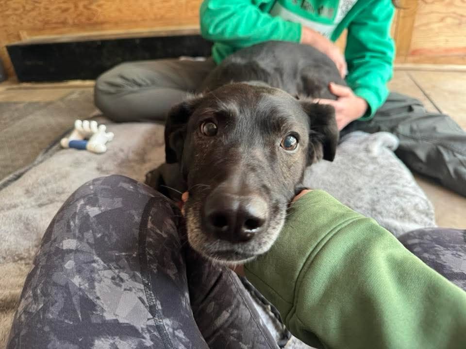 Black dog with brown eyes receiving professional massage.