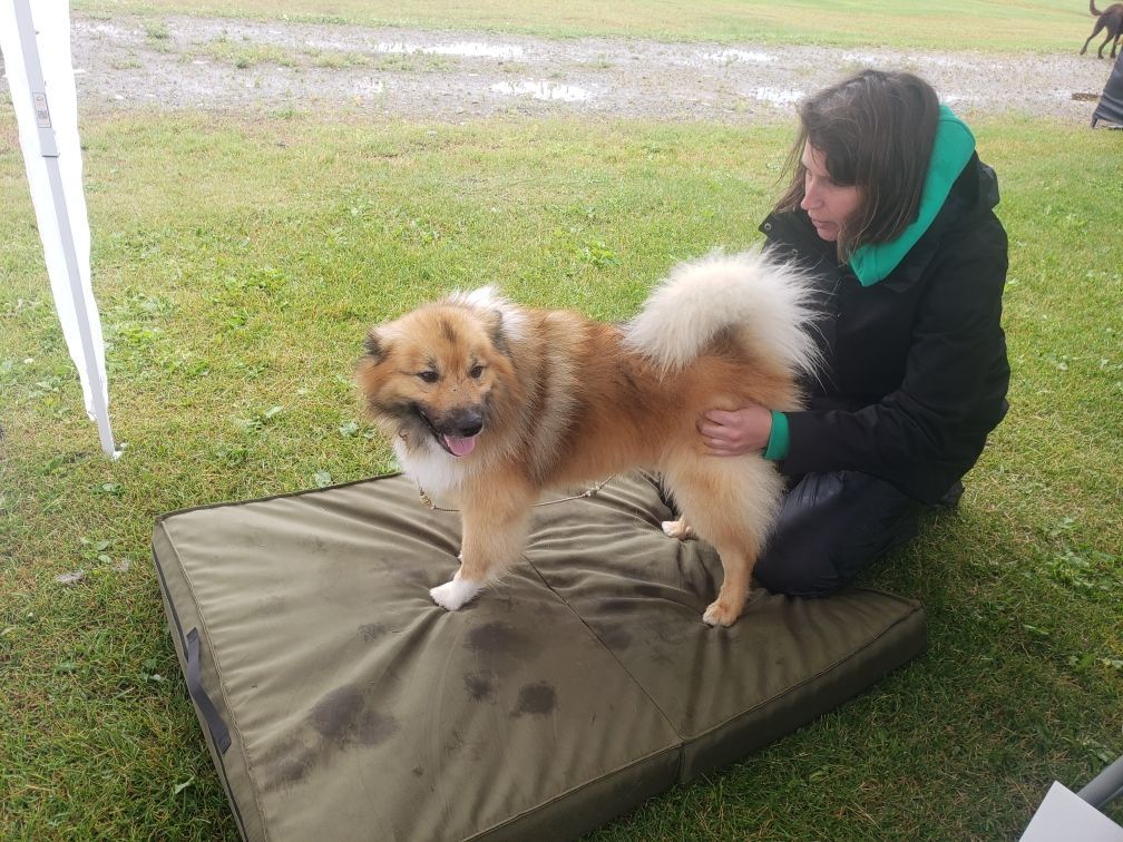 Icelandic sheep dog getting a professional massage