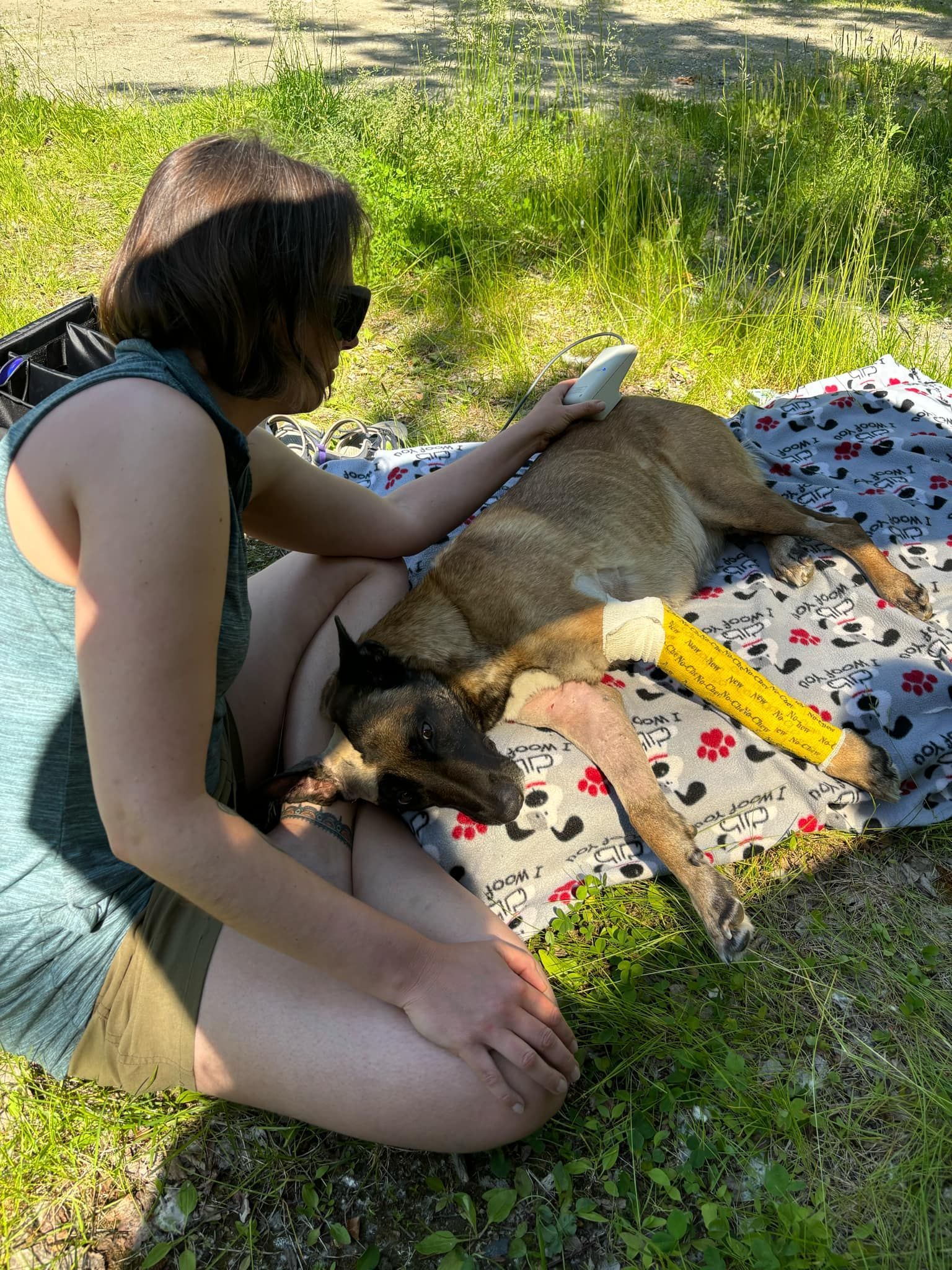 Injured dog receiving cold laser treatment to speed up recovery.
